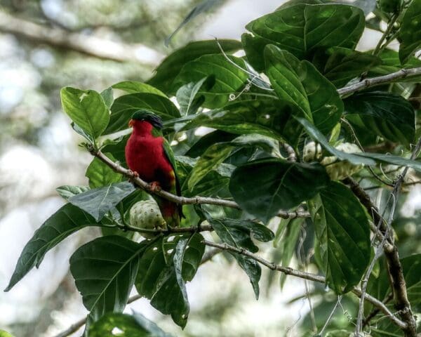 A wild Kuhl's Lorikeet perches in a tree
