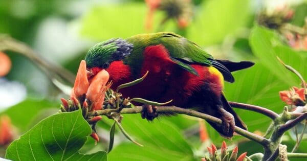 A wild Kuhl's Lorikeet takes nectar