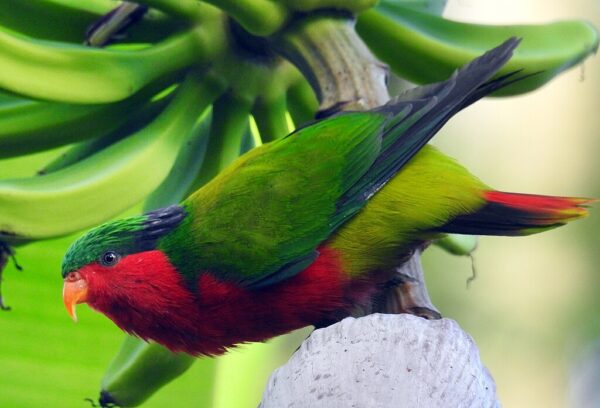 A wild Kuhl's Lorikeet climbs over a banana blossom