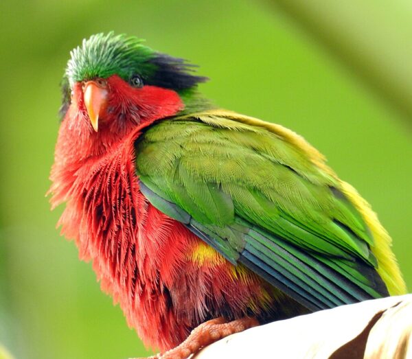 A wild Kuhl's Lorikeet perches in a tree