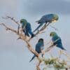 Wild Lear's Macaws perch in a tree