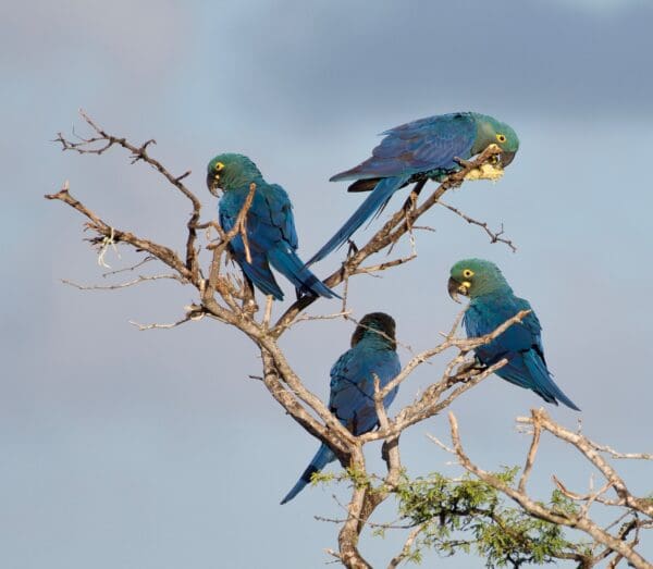 Wild Lear's Macaws perch in a tree