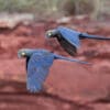 Wild Lear's Macaws fly in tandem