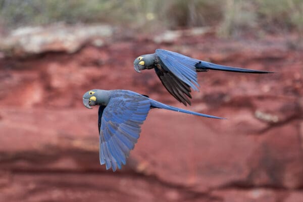Wild Lear's Macaws fly in tandem