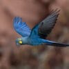 A wild Lear's Macaw in flight