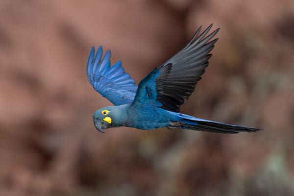 A wild Lear's Macaw in flight
