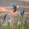 Wild Lear's Macaws perch on cacti