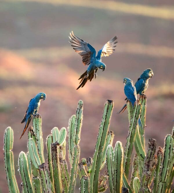 Wild Lear's Macaws perch on cacti