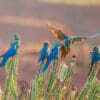 Wild Lear's Macaws perch on cacti