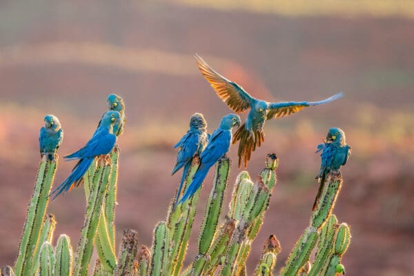 Wild Lear's Macaws perch on cacti