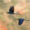 Wild Lear's Macaws fly in tandem