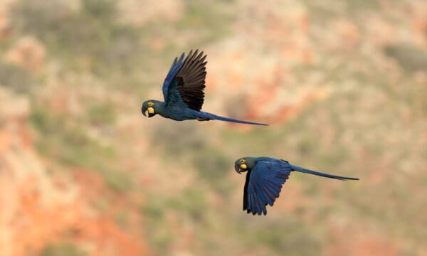 Wild Lear's Macaws fly in tandem