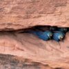 Wild Lear's Macaws peek out of a nest tunnel