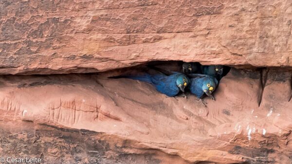 Wild Lear's Macaws peek out of a nest tunnel
