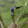 A wild Lear's Macaw checks out a cactus