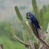 A wild Lear's Macaw feeds on cactus flower