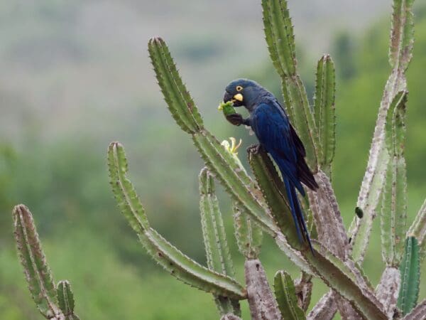 A wild Lear's Macaw feeds on cactus flower