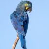 A wild Lear's Macaw perches atop a branch