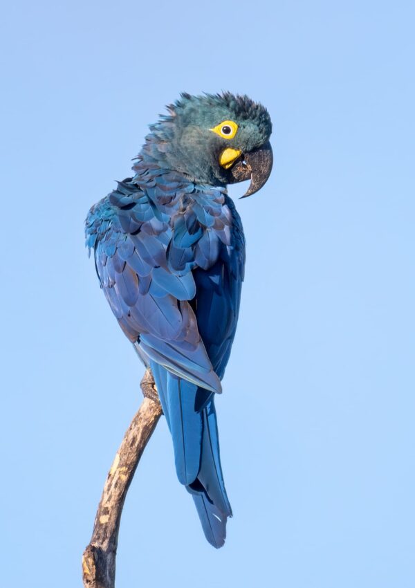 A wild Lear's Macaw perches atop a branch