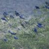 A group of Lear's Macaws perch in a tree