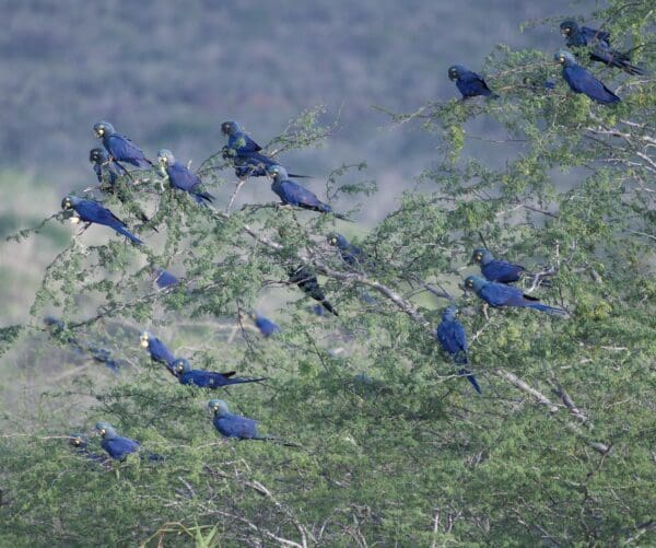 A group of Lear's Macaws perch in a tree