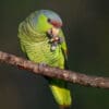 A wild Lilac-crowned Amazon feeds