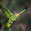 A wild Lilac-crowned Amazon in flight