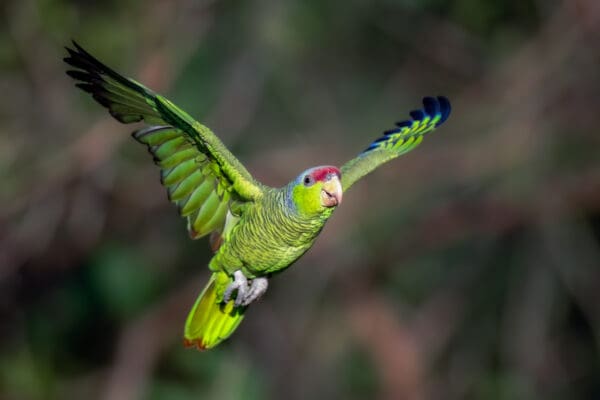 A wild Lilac-crowned Amazon in flight