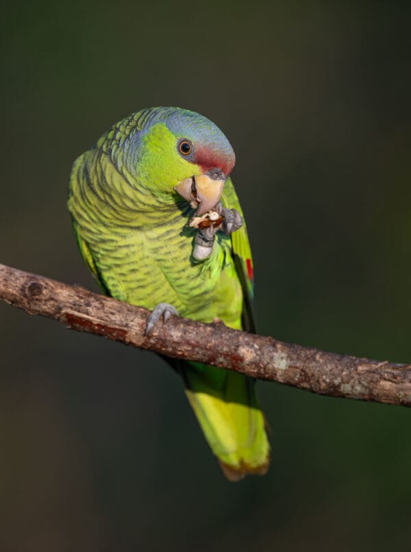 A wild Lilac-crowned Amazon feeds