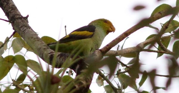 A wild Lilac-tailed Parrotlet perches atop a tree