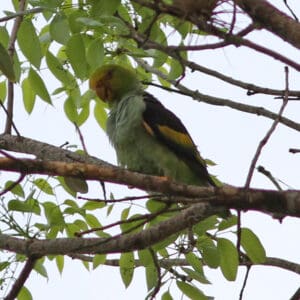 A wild Lilac-tailed Parrotlet preens itself
