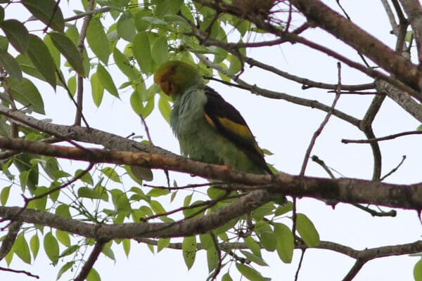 A wild Lilac-tailed Parrotlet preens itself