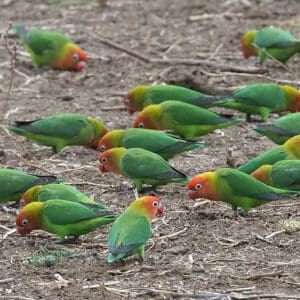 Wild Lilian's Lovebirds forage on the ground