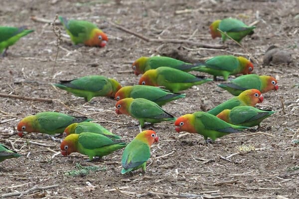 Wild Lilian's Lovebirds forage on the ground