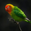 A Lilian's Lovebird perches on a twig