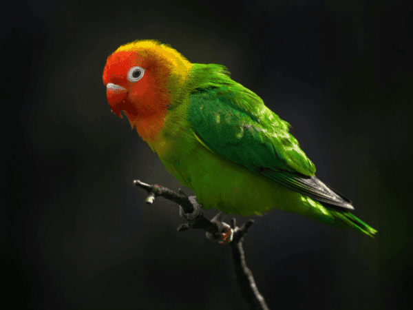 A Lilian's Lovebird perches on a twig