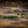 Wild Lilian's Lovebirds forage on the ground