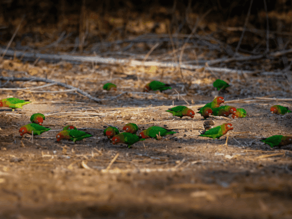 Wild Lilian's Lovebirds forage on the ground