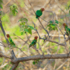 Wild Lilian's Lovebirds perch in a tree