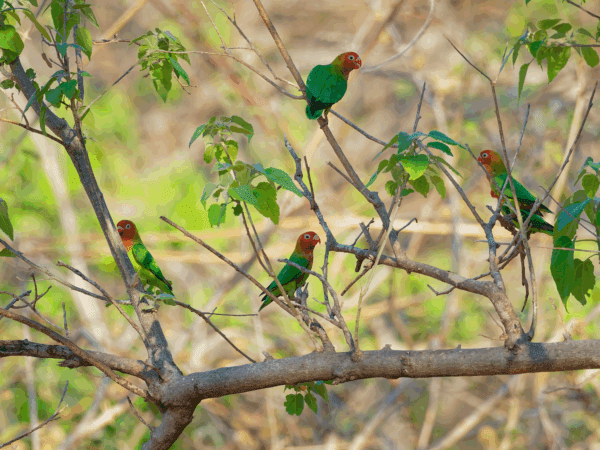 Wild Lilian's Lovebirds perch in a tree