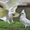 Wild Little Corellas cavort with each other