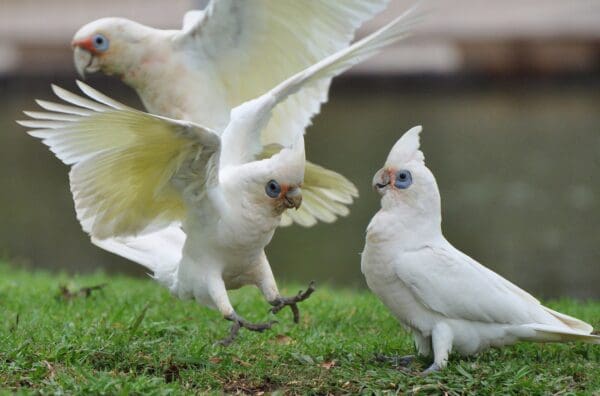 Wild Little Corellas cavort with each other