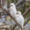 Wild Little Corellas perche on a branch