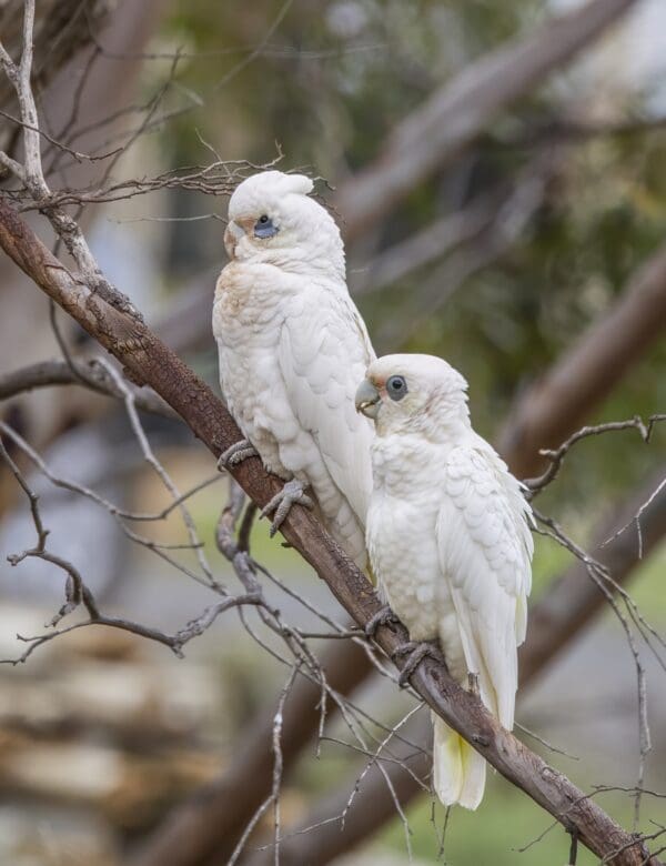 Wild Little Corellas perche on a branch