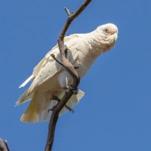 A wild Little Corella perches on a branch