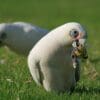 A wild Little Corella forages on the ground