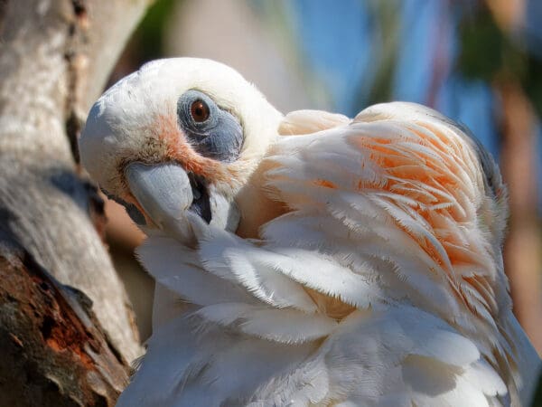 A wild Little Corella preens