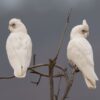 Wild Little Corellas perch in a tree