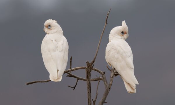 Wild Little Corellas perch in a tree