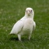A wild Little Corella forages on the ground
